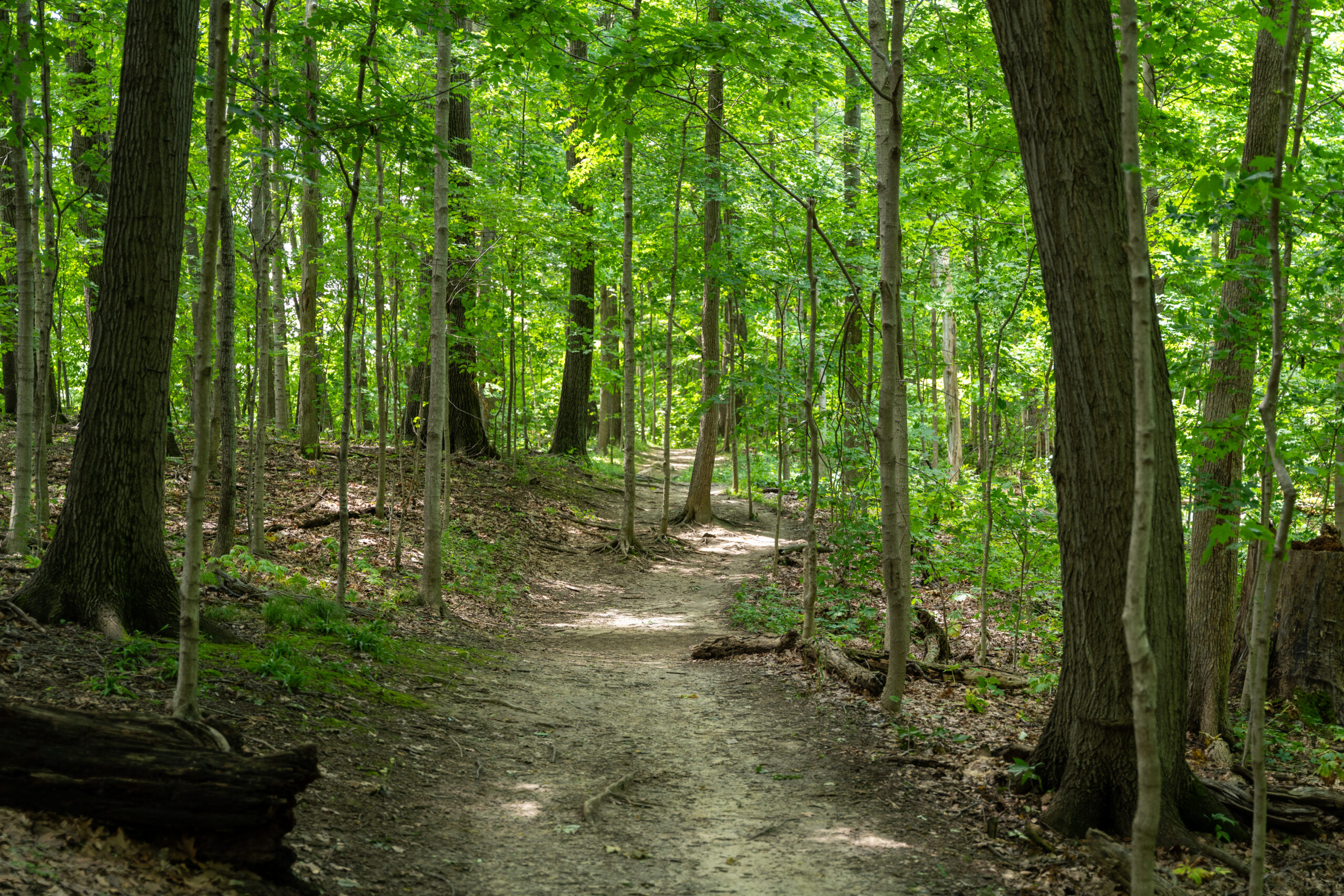 Picture of a tree covered hiking trail in Zionsville, Indiana