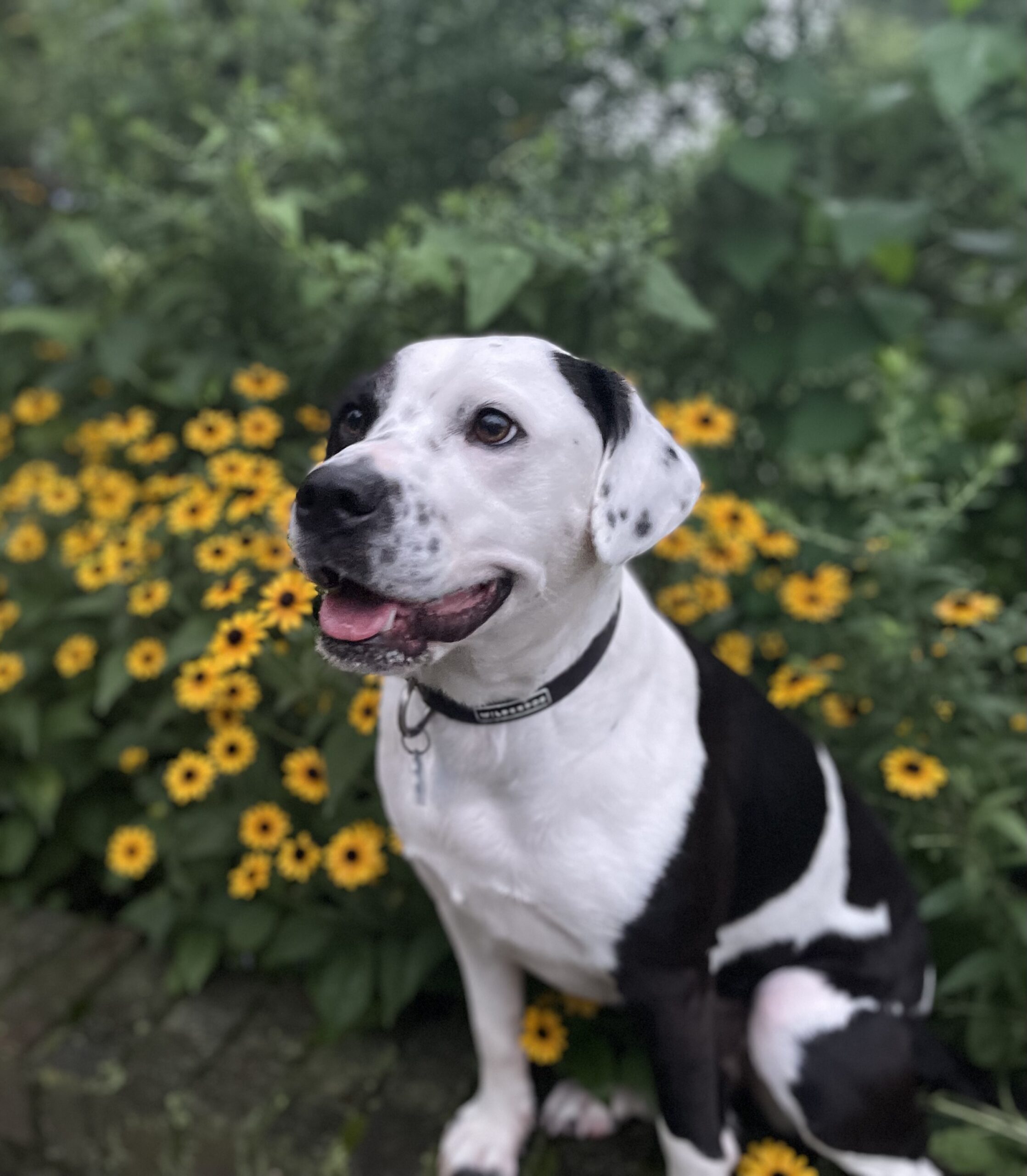Picture of Mookie the Indiana Home Scout dog with a background of yellow flowers